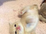 British Shorthair Orijinal