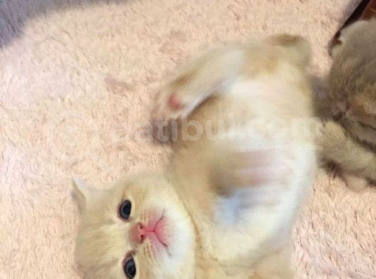 British Shorthair Orijinal görsel