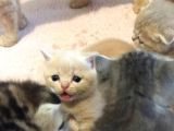 British Shorthair Orijinal
