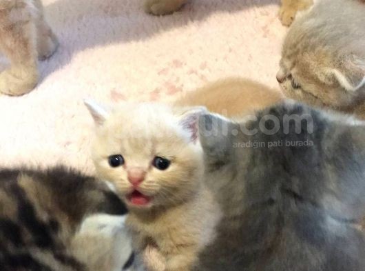 British Shorthair Orijinal görsel