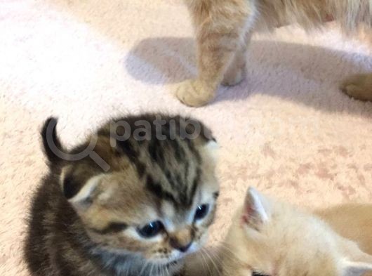 Scottish Fold Orijinal görsel