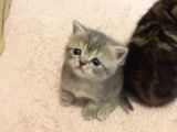 British Shorthair Orijinal