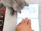 Scottish Fold  Yavrumuz