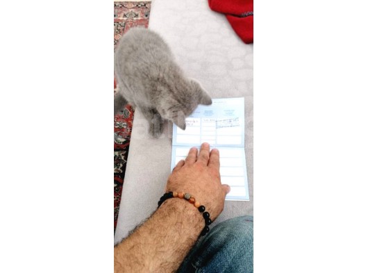 Scottish Fold  Yavrumuz