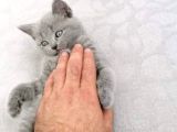 Scottish Fold  Yavrumuz