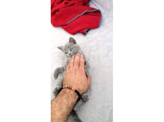 Scottish Fold  Yavrumuz görsel