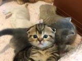 Scottish Fold Orijinal
