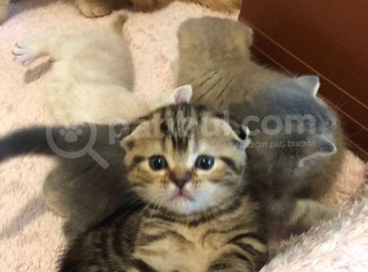 Scottish Fold Orijinal görsel