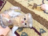 Scottish Fold Orijinal
