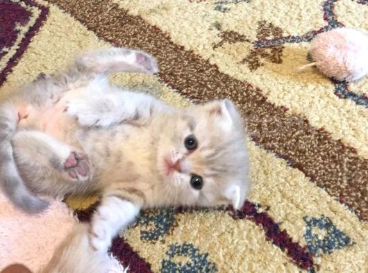 Scottish Fold Orijinal görsel