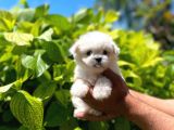 Yavru Malti̇poo