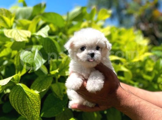 Yavru Malti̇poo görsel