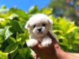 Yavru Malti̇poo