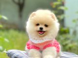 Safkan Pomerani̇an Boo Yavrularimiz