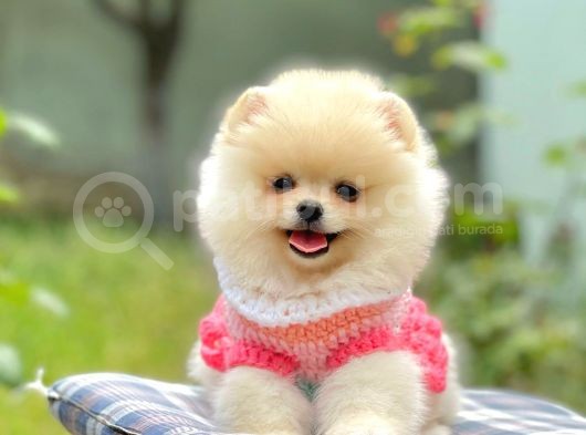 Safkan Pomerani̇an Boo Yavrularimiz görsel