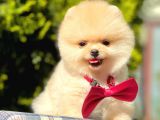 Safkan Pomerani̇an Boo Yavrularimiz