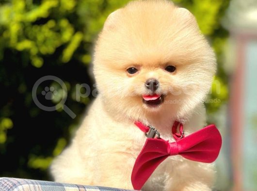 Safkan Pomerani̇an Boo Yavrularimiz görsel