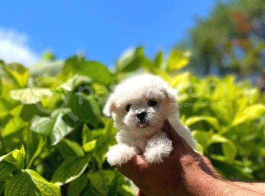 Yavru Malti̇poo