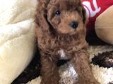 Efsane Red Toy Poodle