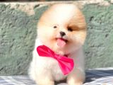 Safkan Pomerani̇an Boo Yavrularimiz