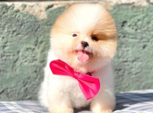 Safkan Pomerani̇an Boo Yavrularimiz