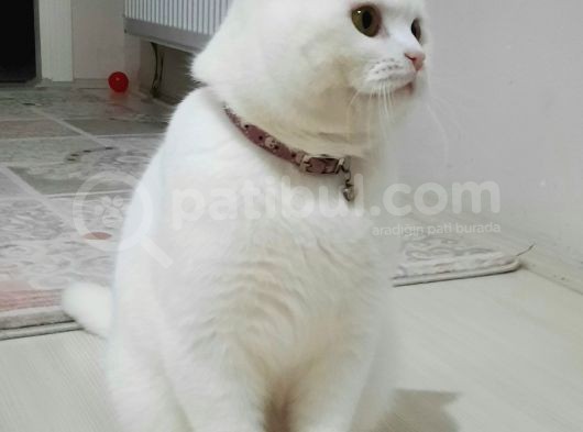 Paşa Yeni̇ Ai̇lesi̇ne Hazır görsel