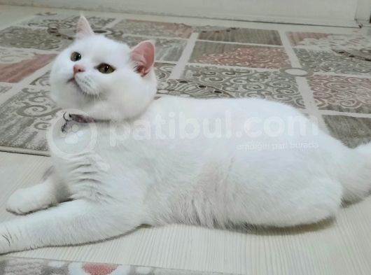 Paşa Yeni̇ Ai̇lesi̇ne Hazır görsel