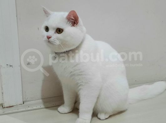 Paşa Yeni̇ Ai̇lesi̇ne Hazır görsel