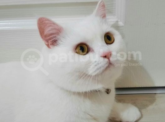 Paşa Yeni̇ Ai̇lesi̇ne Hazır görsel