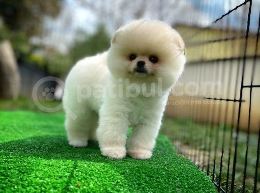 Irk Ve Sağlık Garantili Pomeranian Boo Yavrularımız görsel