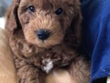 Efsane Red Toy Poodle