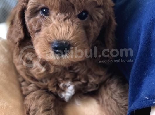 Efsane Red Toy Poodle görsel