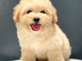 Irk Ve Saglik Garantili Disi Erkek Toy Poodle Yavrular