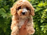 Sevi̇mli̇ Toy Poodle Bebekler