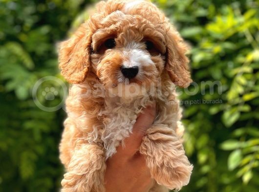 Sevi̇mli̇ Toy Poodle Bebekler görsel