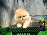 Ayı Surat Pomeranian Boo Yavrularımız
