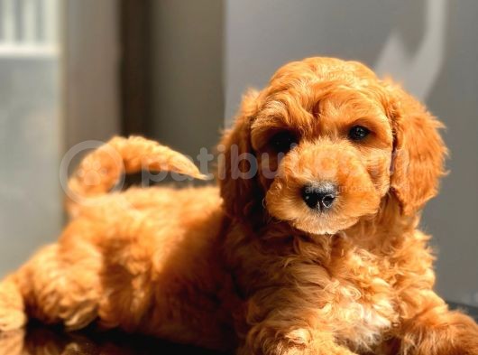 Sevi̇mli̇ Toy Poodle Bebekler görsel