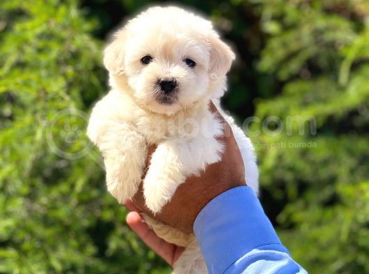 Dişi Ve Erkek Mevcut Maltese Terrier görsel
