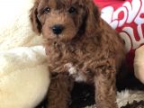 Efsane Red Toy Poodle