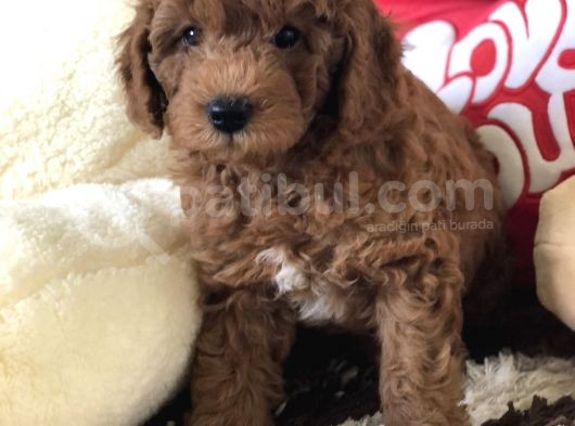 Efsane Red Toy Poodle görsel