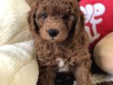 Efsane Red Toy Poodle