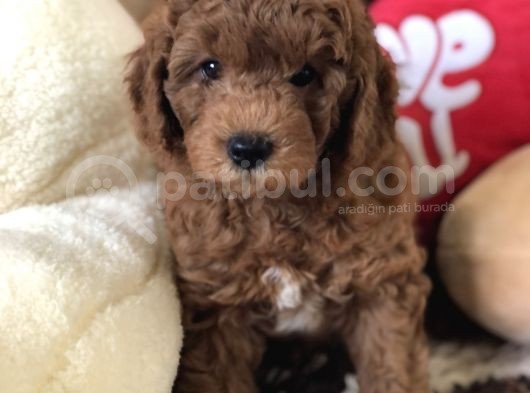 Efsane Red Toy Poodle