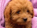 Sevi̇mli̇ Toy Poodle Bebekler
