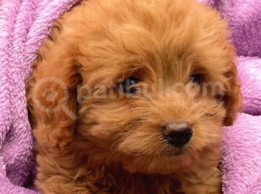 Sevi̇mli̇ Toy Poodle Bebekler görsel