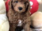 Efsane Red Toy Poodle