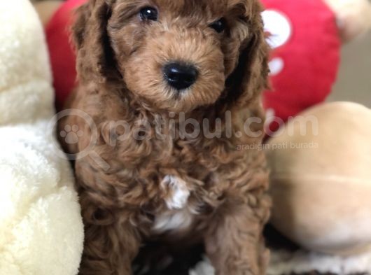 Efsane Red Toy Poodle görsel