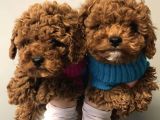 Safkan Dişi Erkek Toy Poodle Yavrularımız