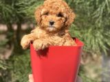 Irk ve Sağlık Garantili Toy Poodle Yavrularımız
