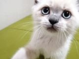 British Shorthair Yavrularımız