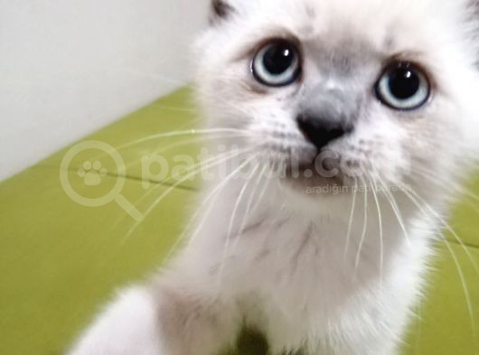 British Shorthair Yavrularımız görsel